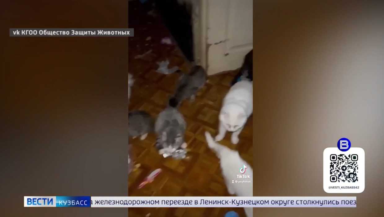 приют для кошек в тамбове. кошки инфо. вести котенок. вести котенок. кот ведет прогноз погоды.