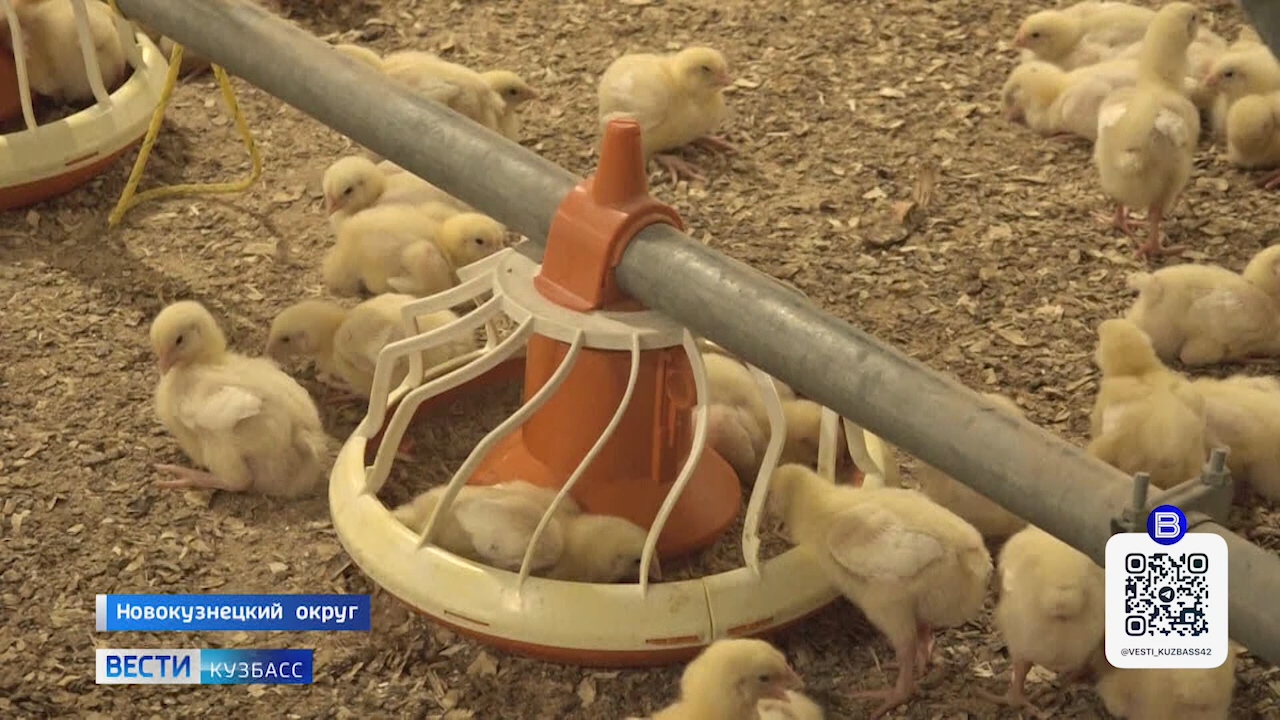 Птицефабрика сортировка и упаковка. Федоров межениновская птицефабрика. Мысковская птицефабрика. Порода бройлеров росс 308. Асяновское птицефабрика.