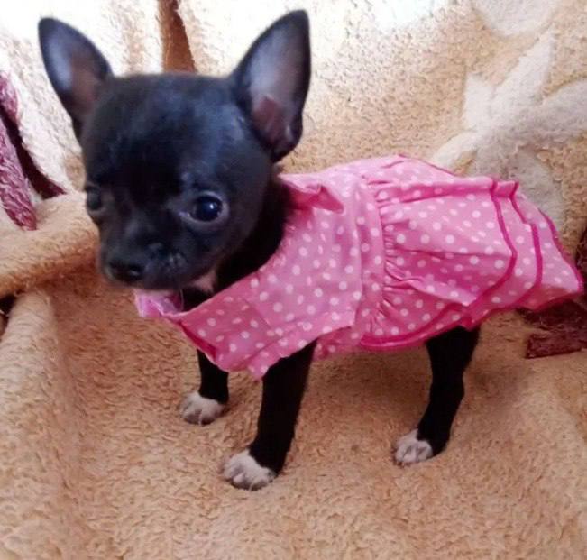 Собака с неправильным прикусом. Чихуа с неправильным прикусом. Собачка с неправильным прикусом. Неправильный прикус у щенка. Собака с неправильным прикусом.