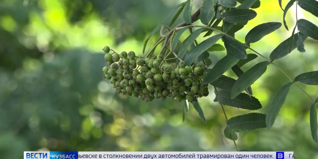 20260709__КЕМЕРОВО ВЕСТИ ПРАЙМ-0-06-09-559