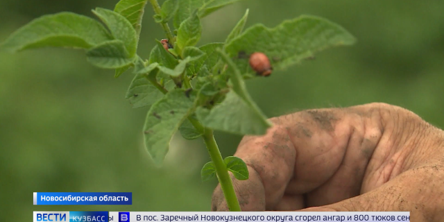 20260727 КЕМЕРОВО ВЕСТИ ПРАЙМ-0-12-45-509
