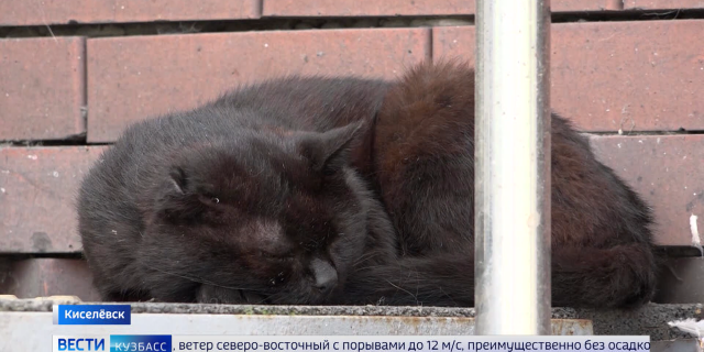 20260814 КЕМЕРОВО_ВЕСТИ_ПРАЙМ-0-06-18-807