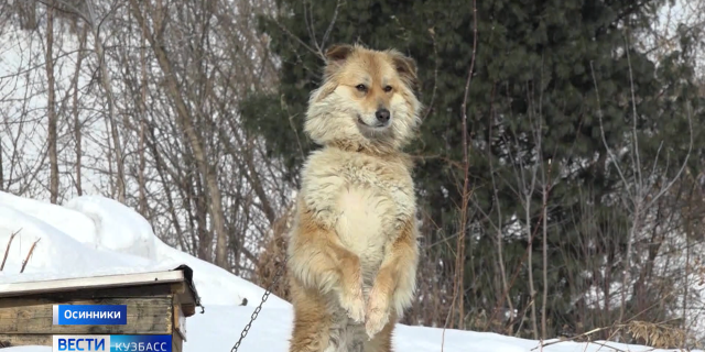 КУТРУНОВ СОБАЧИЙ ПРИЮТ С ПОДВОДКОЙ-0-02-09-482