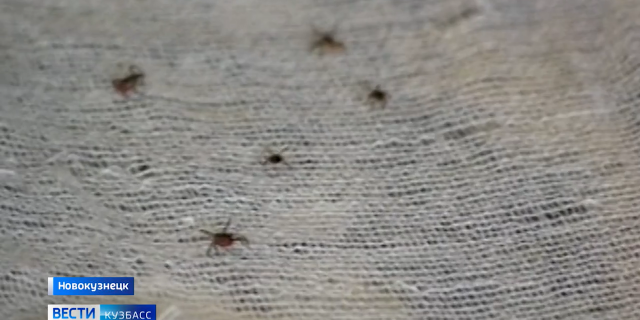 ШАМАЕВА КЛЕЩИ-0-00-48-935